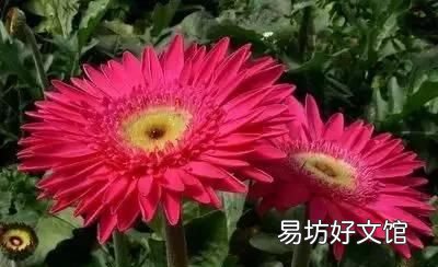 收藏 100种花的花语大全，100种花的花语太全了