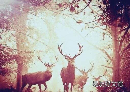 四不像是什么意思,四不像是什么动物?真的存在吗