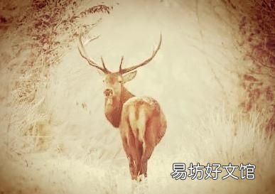四不像是什么意思,四不像是什么动物?真的存在吗