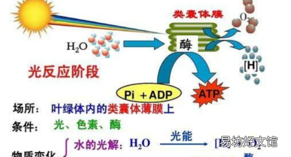 光合作用三个阶段方程式，光合作用每个阶段的反应方程式