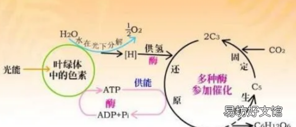 光合作用三个阶段方程式，光合作用每个阶段的反应方程式