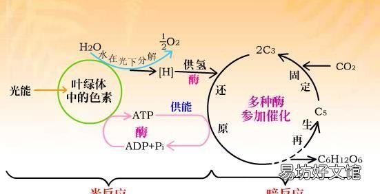 光合作用三个阶段方程式，光合作用每个阶段的反应方程式