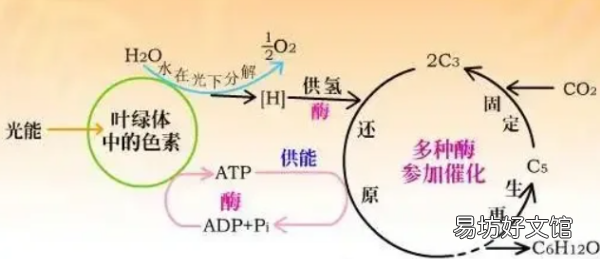 光合作用三个阶段方程式，光合作用每个阶段的反应方程式
