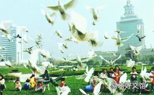 和平鸽的由来,你知道和平鸽的来历吗?原来是这样啊