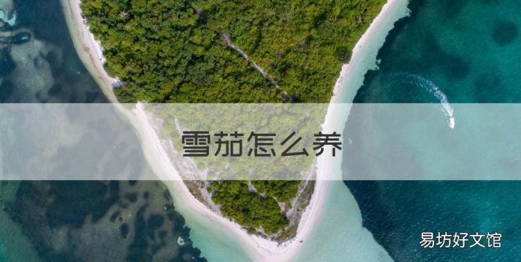 雪茄怎么养,细叶雪茄花的养殖方法及注意事项视频