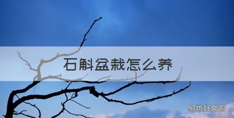 石斛盆栽怎么养，铁皮石斛养殖方法盆栽