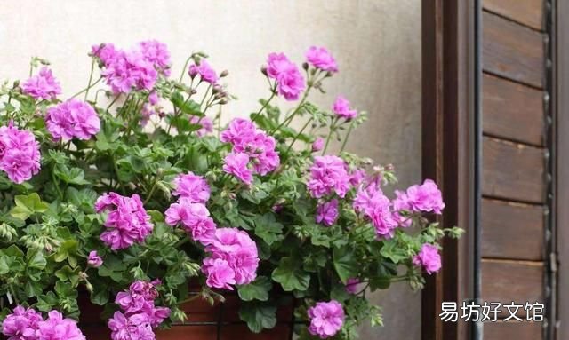 什么植物可以驱蚊驱蝇