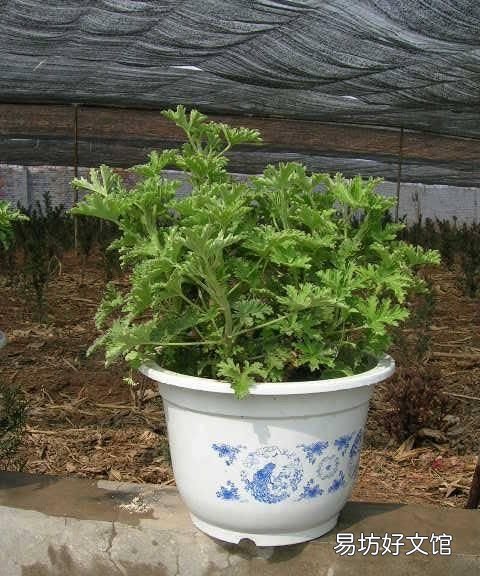 什么植物可以驱蚊驱蝇