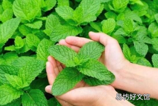 什么植物可以驱蚊驱蝇