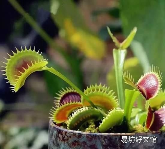 什么植物可以驱蚊驱蝇
