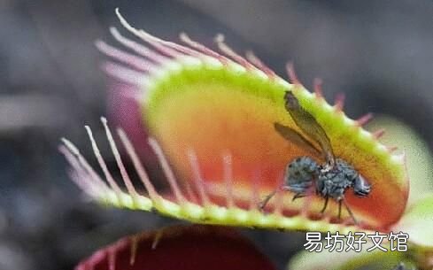 什么植物可以驱蚊驱蝇