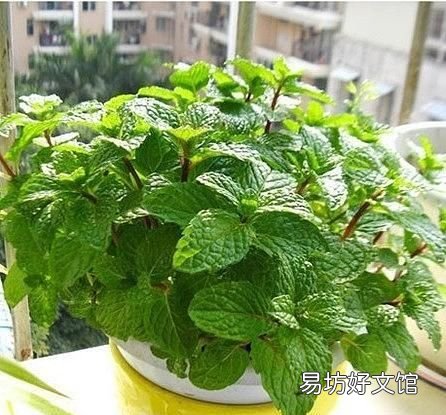 什么植物可以驱蚊驱蝇