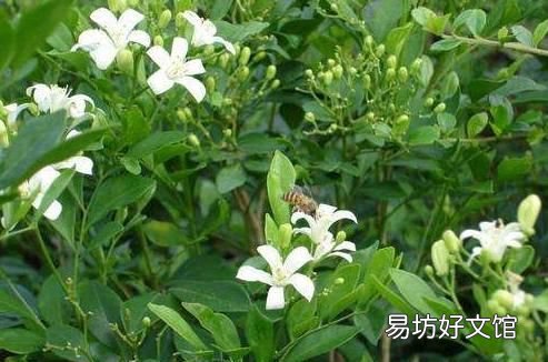 什么植物可以驱蚊驱蝇