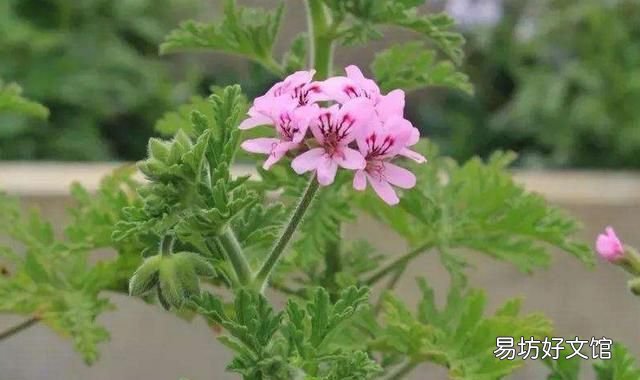 什么植物可以驱蚊驱蝇