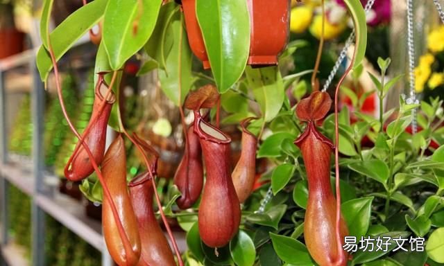 什么植物可以驱蚊驱蝇