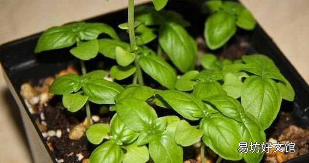 什么植物可以驱蚊驱蝇