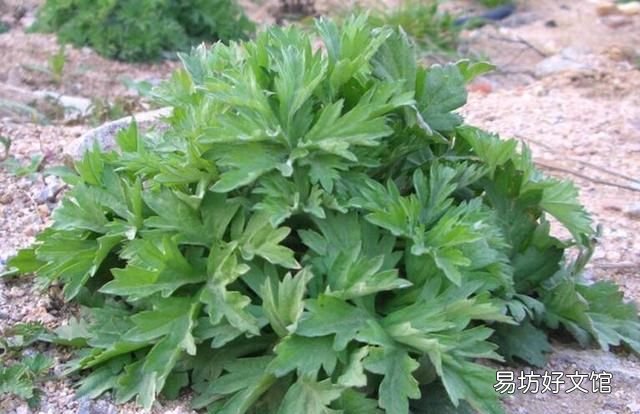 什么植物可以驱蚊驱蝇