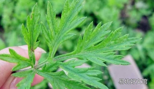 什么植物可以驱蚊驱蝇