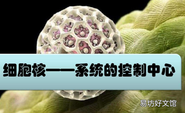 什么是遗传物质的载体,遗传物质的主要载体是什么