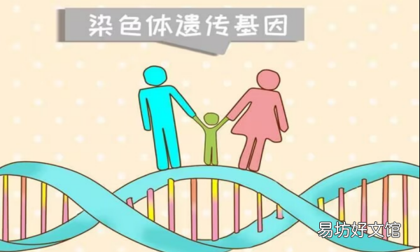 什么是遗传物质的载体,遗传物质的主要载体是什么