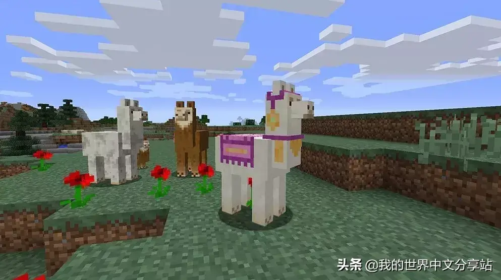1分钟快速驯服羊驼技巧 我的世界怎么驯服羊驼当坐骑