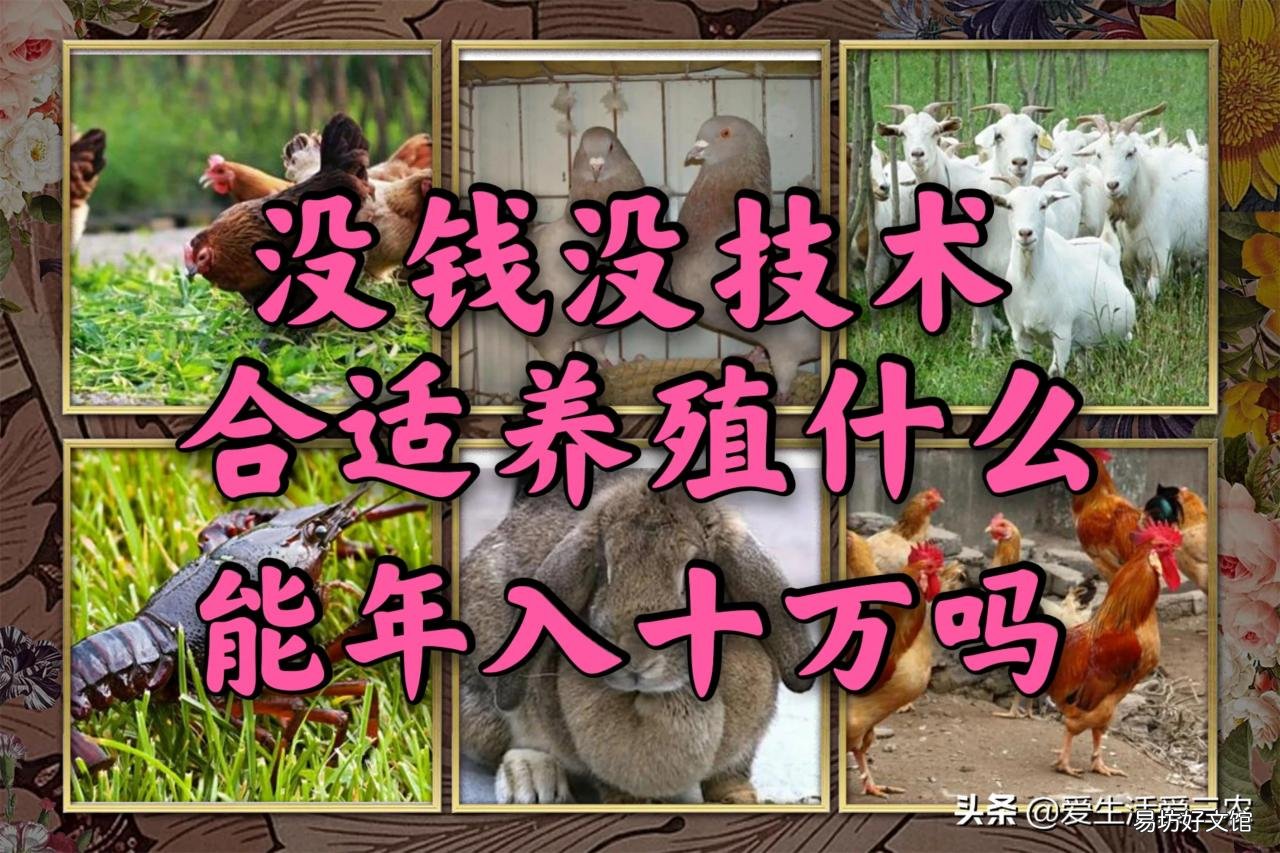 分享8個農村養殖好項目 適合窮人養殖創業的項目