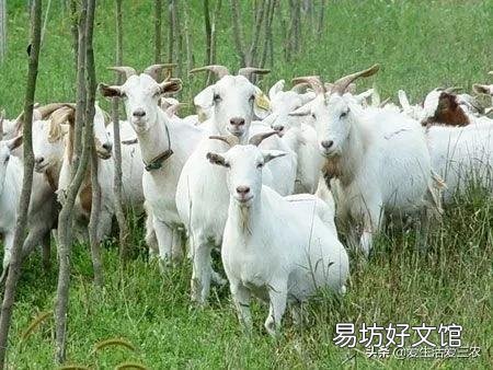 分享8個農村養殖好項目 適合窮人養殖創業的項目