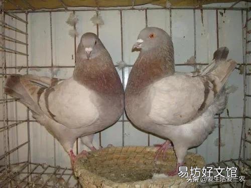 分享8個農村養殖好項目 適合窮人養殖創業的項目