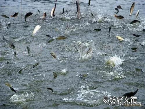分享8個農村養殖好項目 適合窮人養殖創業的項目
