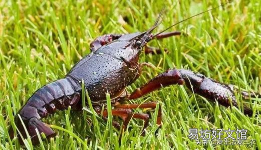分享8個農村養殖好項目 適合窮人養殖創業的項目