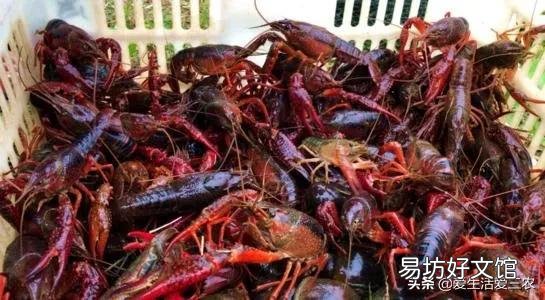 分享8個農村養殖好項目 適合窮人養殖創業的項目