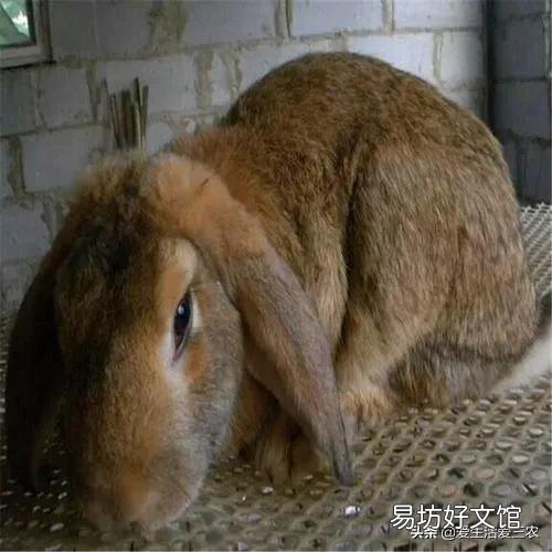 分享8個農村養殖好項目 適合窮人養殖創業的項目