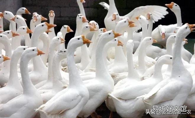 分享8個農村養殖好項目 適合窮人養殖創業的項目