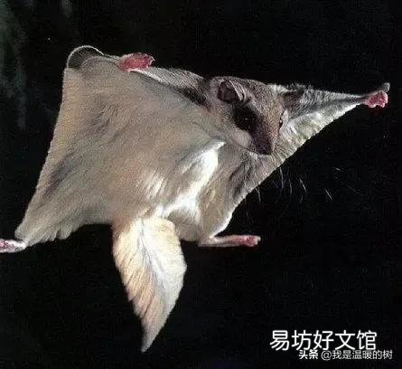揭晓寒号鸟真正的长相照片 寒号鸟面部是什么样子