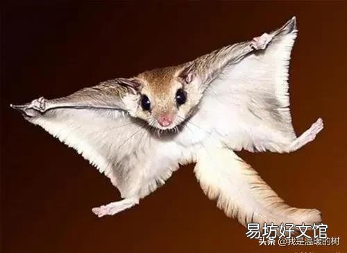 揭晓寒号鸟真正的长相照片 寒号鸟面部是什么样子