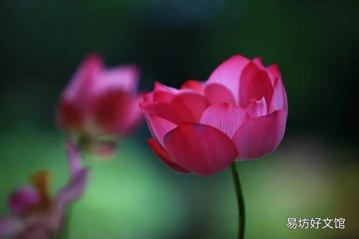 女为悦己者容正确含义解释 为悦己者容什么意思