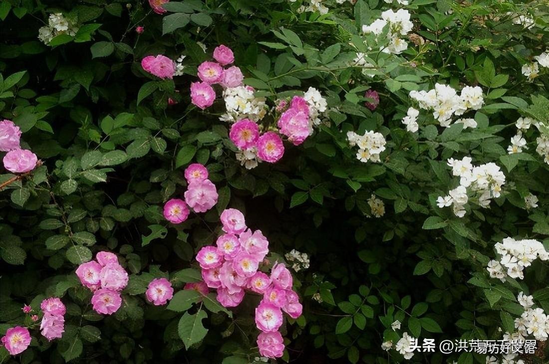 一文了解荼蘼的花语和象征 茶蘼含义是什么意思