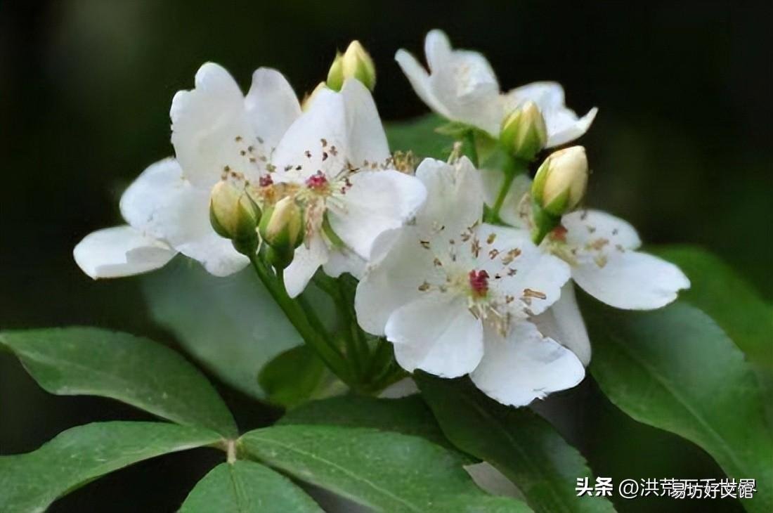 一文了解荼蘼的花语和象征 茶蘼含义是什么意思