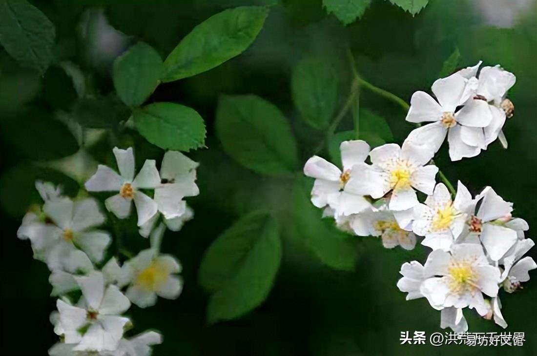 一文了解荼蘼的花语和象征 茶蘼含义是什么意思