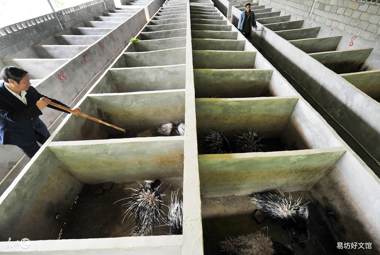 简析饲养豪猪的前期准备工作 养殖豪猪需要什么手续