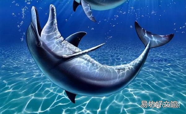海豚宝宝最主要的食物一览 海豚喜欢吃什么食物