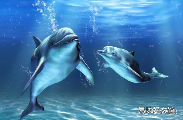 海豚宝宝最主要的食物一览 海豚喜欢吃什么食物