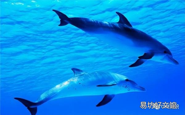 海豚宝宝最主要的食物一览 海豚喜欢吃什么食物