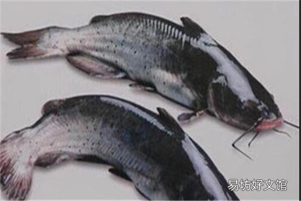 介绍长江中十种名贵的鱼类 长江名贵鱼前十名