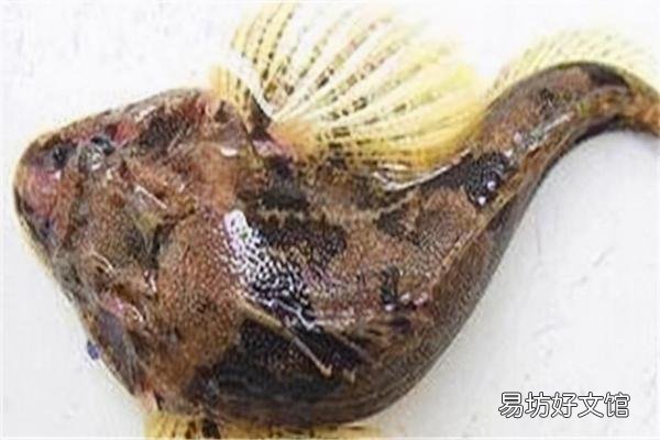 介绍长江中十种名贵的鱼类 长江名贵鱼前十名