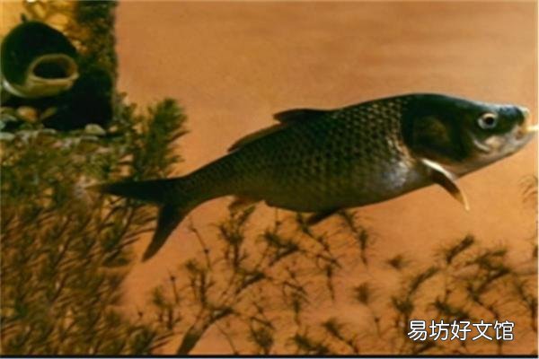 介绍长江中十种名贵的鱼类 长江名贵鱼前十名