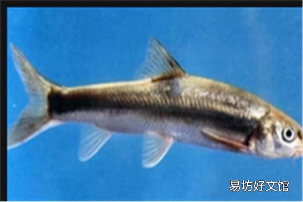 介绍长江中十种名贵的鱼类 长江名贵鱼前十名