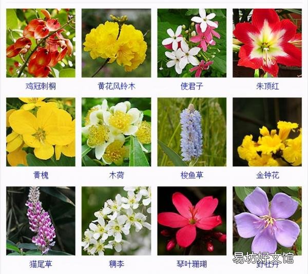 一览500种常见花卉名称介绍 花名称大全500种图片