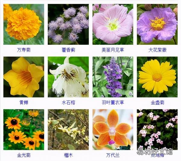 一览500种常见花卉名称介绍 花名称大全500种图片