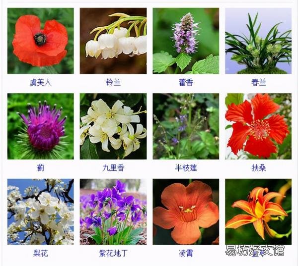 一览500种常见花卉名称介绍 花名称大全500种图片